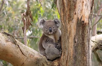 200 Koala’nın Hayatı Tehlikede!