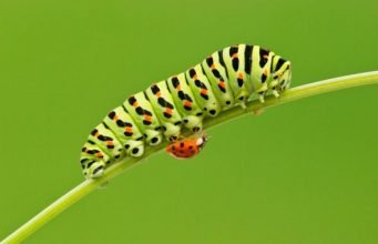 Böceklerin Renkli Dünyası