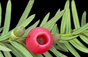 Porsuk Ağacı ve Meyvesi