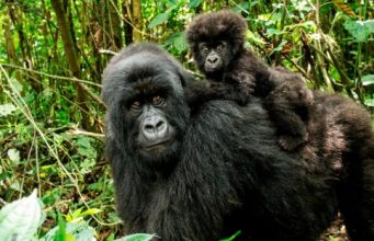 Primatların Nesli Tükeniyor!