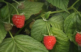 Böğürtlen Yaprağı