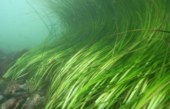 Deniz Yosunları Bakterileri Azaltabilir!