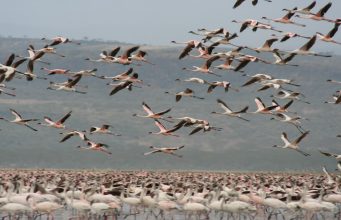 Kenya’dan Safari ve İnsan Fotoğrafları