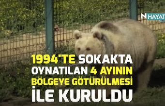 Bursa Ayı Barınağı