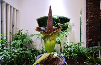 Dünya’ nın En Kötü Kokan Çiçeği Yıllar Sonra Çiçek Açtı!