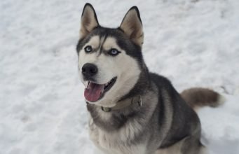 Kendinize Güvenmiyorsanız Diziden Özenip Huski Almayın!