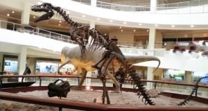 Ankara Tabiat Tarihi Müzesi: Ziyaret Rehberi Ankara Tabiat Tarihi Müzesi: Ziyaret Rehberi