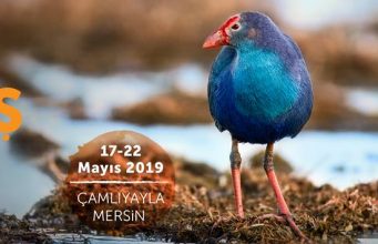 19. Kuş Konferansı 17-22 Mayıs 2019