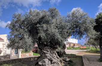 Zeytin Ağacı Özellikleri ve Yetiştiği Yerler
