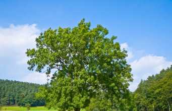 Dişbudak Ağacı Yetiştiği Yerler ve Özellikleri
