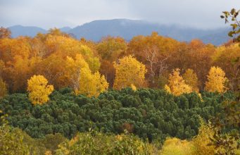 Kızılağaç Özellikleri ve Yetiştiği Yerler
