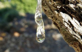 Damla Sakızı (Pistacia Lentiscus) Nedir?