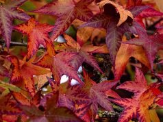 Sığla Ağacının Özellikleri