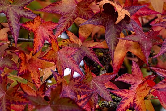 Sığla Ağacının Özellikleri