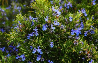 Biberiye Bitkisi ve Özellikleri