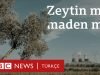 Zeytin ağacı mı? Maden mi?