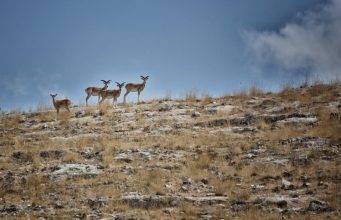 Bozdağlar Milli Parkı: Botanik Araştırmalar ve Dağ Yürüyüşleri