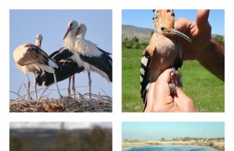 Iğdır Aras Kuş Cenneti Milli Parkı: Sulak Alanlar ve Kuş Gözlemi