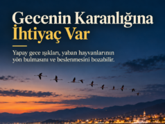 Işık Kirliliği Yaban Hayatını Nasıl Etkiliyor?