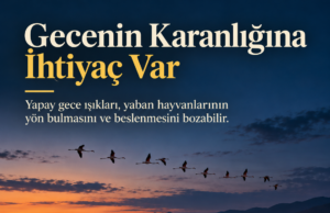 Işık Kirliliği Yaban Hayatını Nasıl Etkiliyor?