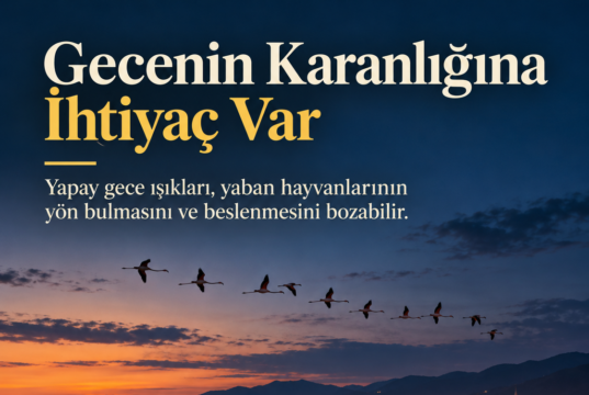 Işık Kirliliği Yaban Hayatını Nasıl Etkiliyor?
