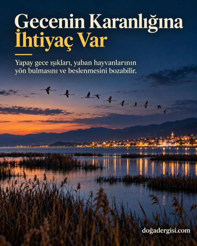 Işık Kirliliği Yaban Hayatını Nasıl Etkiliyor?