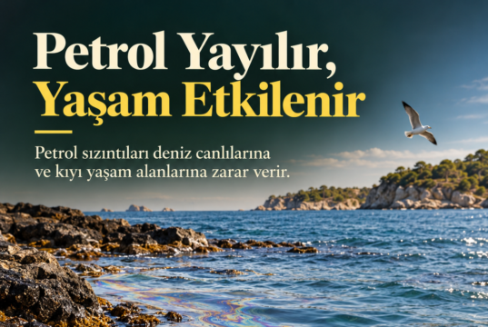 Petrol Sızıntıları Deniz Ekosistemine Nasıl Zarar Veriyor? Petrol Sızıntıları Deniz Ekosistemine Nasıl Zarar Veriyor?